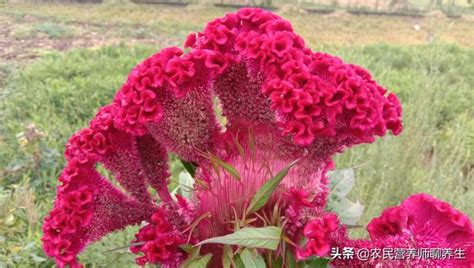 雞冠花風水|風水學中的雞冠花寓意【雞冠花寓意從風水説】 – 香港 算命師傅